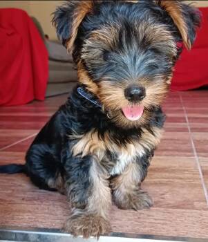 Regal -  Yorkshire Terrier Dog for Adoption in Mount Pleasant, South Carolina - Regal | PetCurious