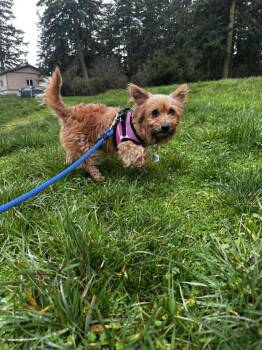 Cairn Terrier and Norwich Terrier Dogs Available for Adoption - Chuck | PetCurious