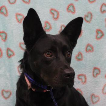 Pit Bull Terrier and German Shepherd Dog Dogs Available for Adoption - Rowena | PetCurious