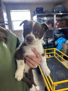 Mixed Breed Dogs Available for Adoption - Thistle | PetCurious