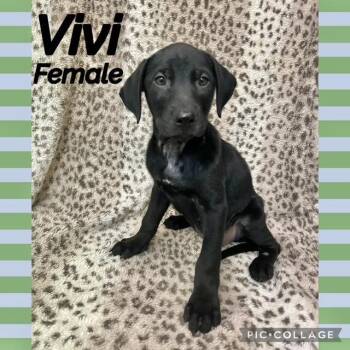 Vivi -  Labrador Retriever Dog for Adoption in Manchester, Connecticut - Vivi | PetCurious