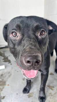 SOBA -  Labrador Retriever and Staffordshire Bull Terrier Dog for Adoption in Rosenberg, Texas - SOBA | PetCurious