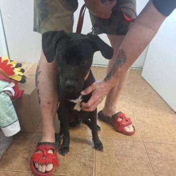 Black Labrador Retriever Dogs Available for Adoption in Madill, Oklahoma - Pennywise | PetCurious