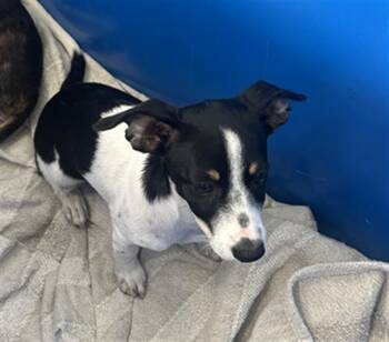 SWEET -  Mixed Breed Dog for Adoption in Dallas, Texas - SWEET | PetCurious