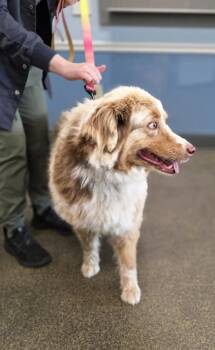 Australian Shepherd Dogs Available for Adoption in Aurora, Indiana - Colt | PetCurious