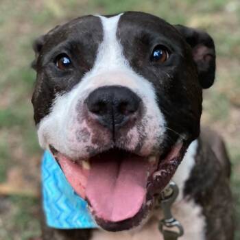 Caleb -  Pit Bull Terrier Dog for Adoption in Mooresville, North Carolina - Caleb | PetCurious