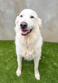 Great Pyrenees and Mixed Breed Dogs Available for Adoption in Fort Worth, Texas - Dora | PetCurious