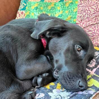 Mickey -  Basset Hound and Mixed Breed Dog for Adoption in Fairfax Station, Virginia - Mickey | PetCurious