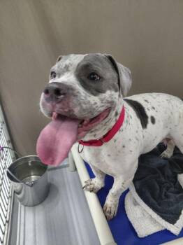 Armani -  Bulldog Dog for Adoption in Penns Grove, New Jersey - Armani | PetCurious