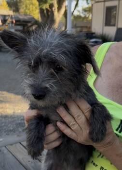 Tammy -  Terrier Dog for Adoption in Woodland, California - Tammy | PetCurious