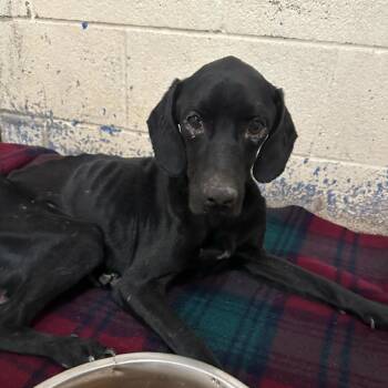 Buck -  Labrador Retriever and Mixed Breed Dog for Adoption in Edinburg, Texas - Buck | PetCurious