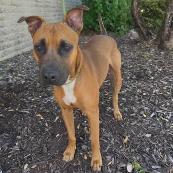 Auburn RW -  Boxer and Pit Bull Terrier Dog for Adoption in Austin, Texas - Auburn RW | PetCurious