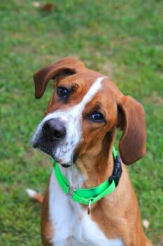 Oscar -  Boxer Dog for Adoption in Hayward, Wisconsin - Oscar | PetCurious