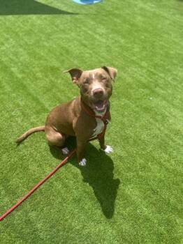 Terrier and Mixed Breed Dogs Available for Adoption in Daytona Beach, Florida - Piglet - 3 | PetCurious