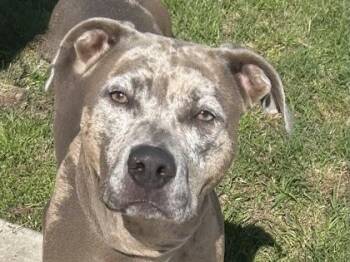 Mixed Breed Dogs Available for Adoption in Georgetown, Texas - Helga | PetCurious