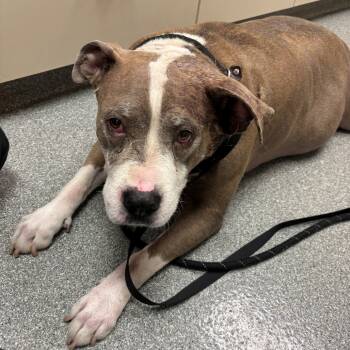 Rescue Mixed Breed Dogs for Adoption in Batavia, Ohio - Luna | PetCurious