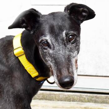 Greyhound Dogs Available for Adoption in Ware, Massachusetts - Abby | PetCurious