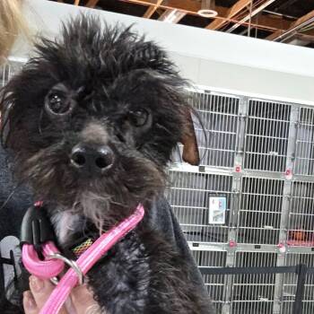 Salem -  Maltese Dog for Adoption in Plainfield, Illinois - Salem | PetCurious