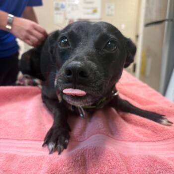 Fymada -  Mixed Breed Dog for Adoption in Englewood, Florida - Fymada | PetCurious
