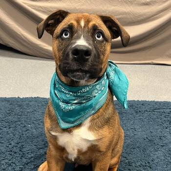 Mixed Breed Dogs Available for Adoption in Canal Winchester, Ohio - Blue Moon | PetCurious