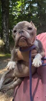 French Bulldog Dogs Available for Adoption in New York, New York - Coco (GA) | PetCurious