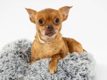 Pomeranian and Chihuahua Dogs Available for Adoption - Mona Lisa | PetCurious
