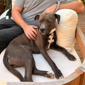 Margot -  Pit Bull Terrier Dog for Adoption in Grand Forks, North Dakota - Margot | PetCurious