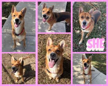 She -  Shepherd Dog for Adoption in Universal City, Texas - She | PetCurious