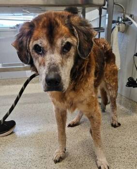 Walter -  Mixed Breed Dog for Adoption in Lafayette, Indiana - Walter | PetCurious