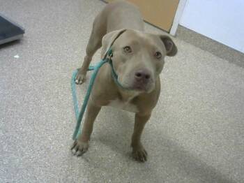 Rescue Pit Bull Terrier and Mixed Breed Dogs for Adoption in Albuquerque, New Mexico - SADIE | PetCurious