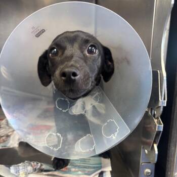 Big Sister General -  Labrador Retriever Dog for Adoption in San Antonio, Texas - Big Sister General | PetCurious