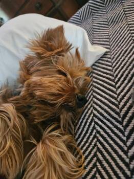 Bear -  Yorkshire Terrier Dog for Adoption in Minneapolis, Minnesota - Bear | PetCurious
