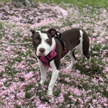 Terrier and Mixed Breed Dogs Available for Adoption in Rockville, Maryland - Lemon | PetCurious