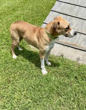 Charles -  Hound and Mixed Breed Dog for Adoption in San Leon, Texas - Charles | PetCurious