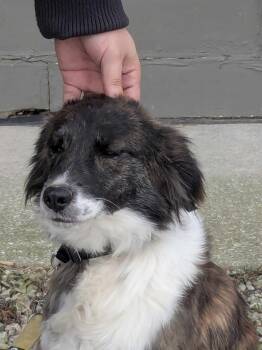 Rescue Australian Shepherd Dogs for Adoption in Indianapolis, Indiana - Bougie | PetCurious
