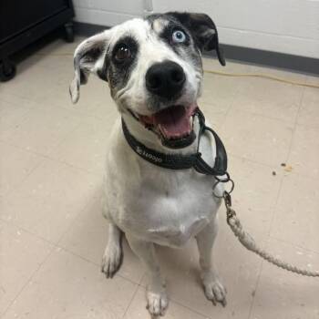 Boots -  Mixed Breed Dog for Adoption in Pittsburgh, Pennsylvania - Boots | PetCurious
