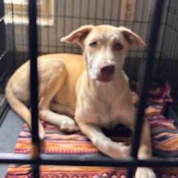 Waylon -  Husky and Pit Bull Terrier Dog for Adoption in Nampa, Idaho - Waylon | PetCurious