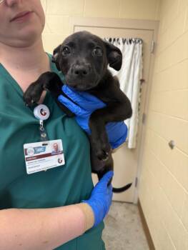 RUBY -  Pit Bull Terrier and Mixed Breed Dog for Adoption in Texas City, Texas - RUBY | PetCurious