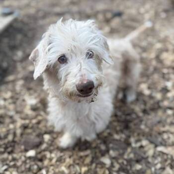 Dachshund Dogs Available for Adoption in Wayne, New Jersey - Rae Rae | PetCurious