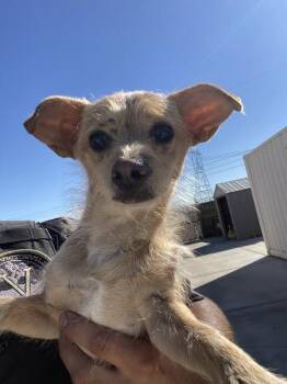 Willy -  Chihuahua and Jack Russell Terrier Dog for Adoption in Victorville, California - Willy | PetCurious