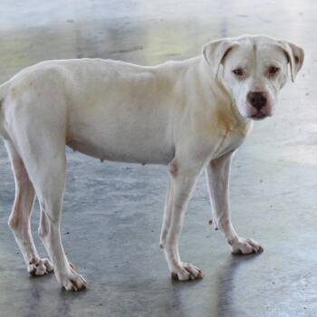 Eloise -  Mixed Breed Dog for Adoption in Columbus, North Carolina - Eloise | PetCurious