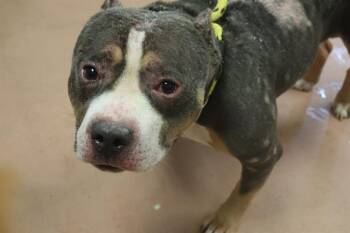 Rescue Mixed Breed Dogs for Adoption in Columbia, South Carolina - MAXIMUS | PetCurious