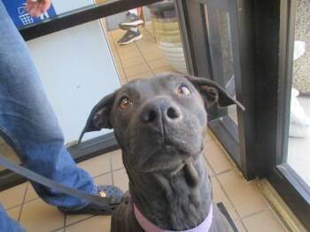 Pit Bull Terrier Dogs Available for Adoption in Ocala, Florida - A381882 | PetCurious