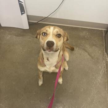 Lara -  Mixed Breed Dog for Adoption in Tulsa, Oklahoma - Lara | PetCurious