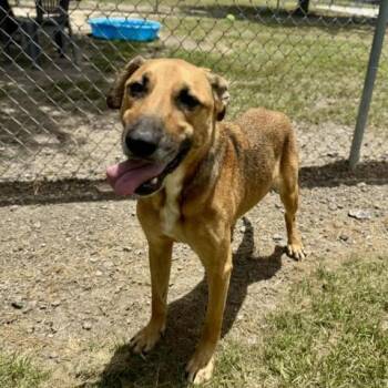 Rescue German Shepherd Dog and Mixed Breed Dogs for Adoption in Conroe, Texas - BARLEY | PetCurious
