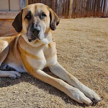 Great Pyrenees and German Shepherd Dog Dogs Available for Adoption - Mozart | PetCurious