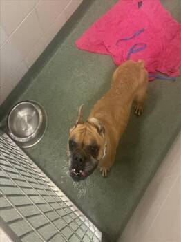 Mixed Breed Dogs Available for Adoption - LUCIE | PetCurious