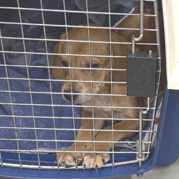 Princess Donut -  Hound Dog for Adoption in Morristown, Vermont - Princess Donut | PetCurious