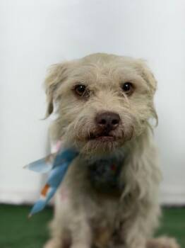 Toby-One of our Amazing Rescue Dogs -  Border Terrier and Havanese Dog for Adoption in Carlsbad, California - Toby-One Of Our Amazing Rescue Dogs | PetCurious