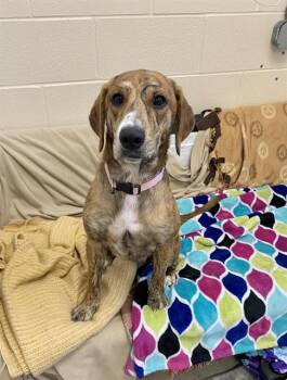 BIRDIE MAE -  Plott Hound Dog for Adoption in Fort Wayne, Indiana - BIRDIE MAE | PetCurious